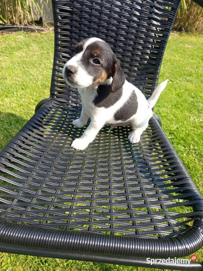Jack Russell Terrier Kamieńskie Młyny