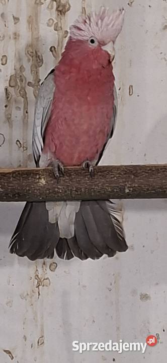 Kakadu różowe 24r Obrączka DNA Ptaki Chrzypsko Małe