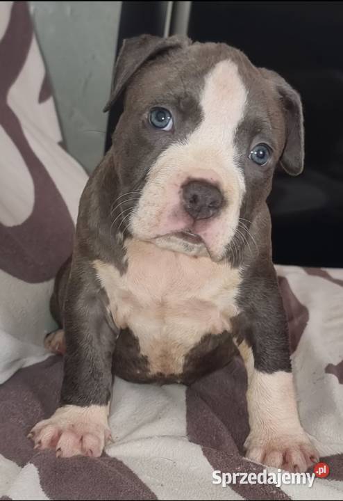 American Staffordshire Terrier Pies Chełm