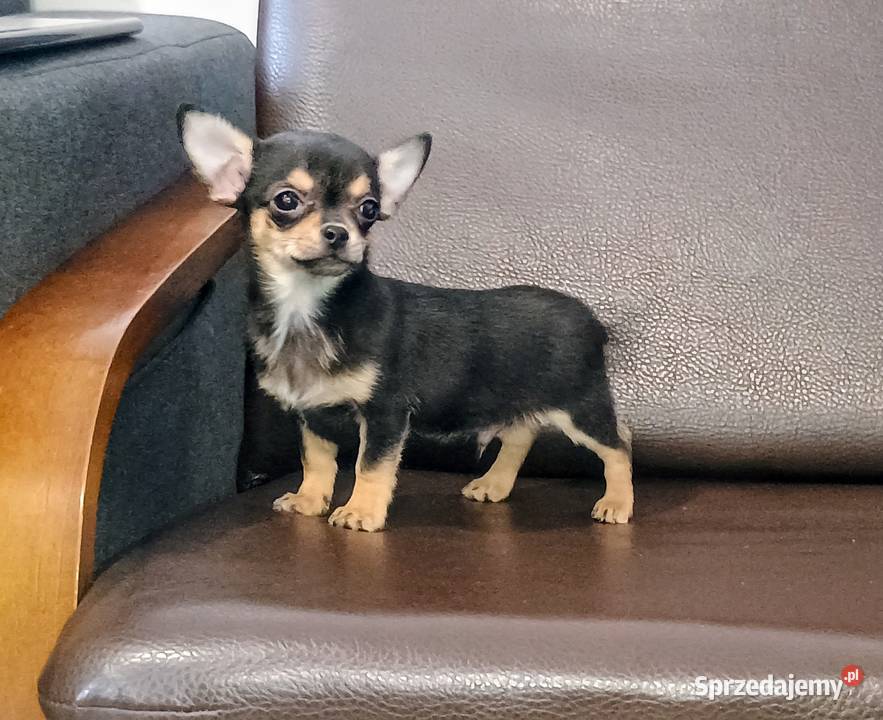 Chihuahua pieski wielkopolskie Września