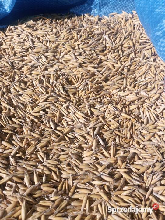 Owies bingo czysty lubelskie Godziszów