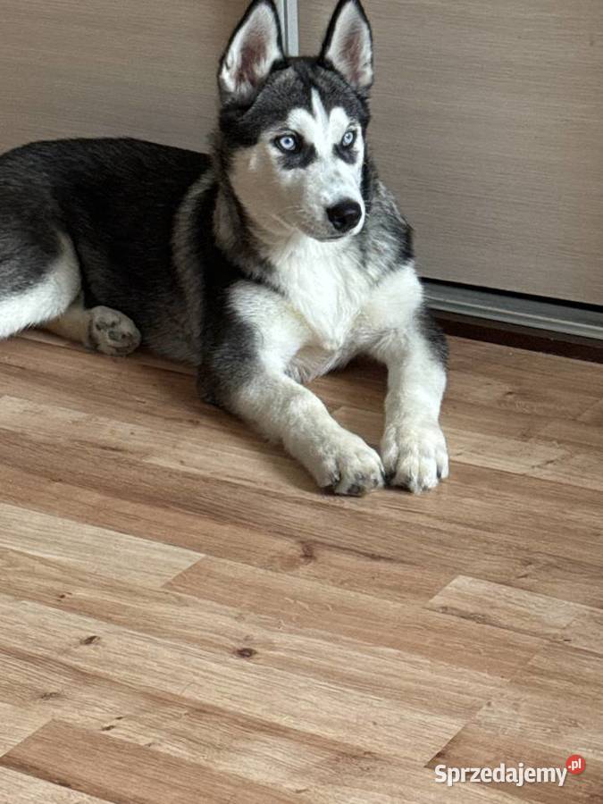 Szczeniak husky syberian Psy Legnica