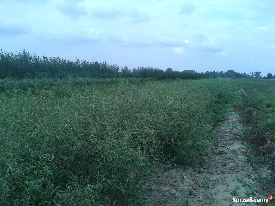 wierzba mandzurskapłacząca wierzby z gruntu Puławy sprzedam