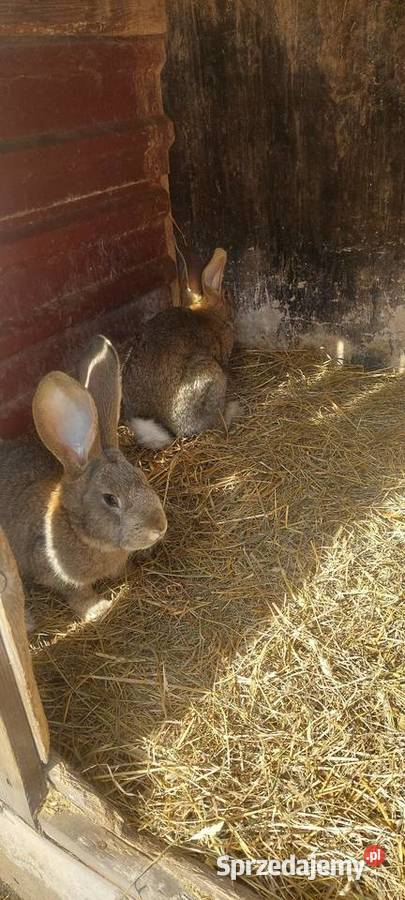 Króliki hodowlane Dąbrowa Górnicza