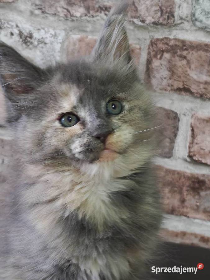 Rezerwacja Maine Coon kujawsko-pomorskie Kcynia sprzedam