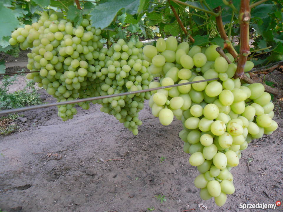 Sadzonki winorośli Ukraina Przemyśl
