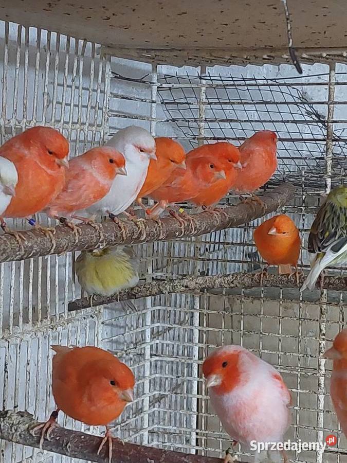 Sprzedam papugi wielkopolskie Grodzisk Wielkopolski