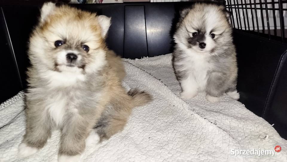 Szpic miniaturowy Bydgoszcz