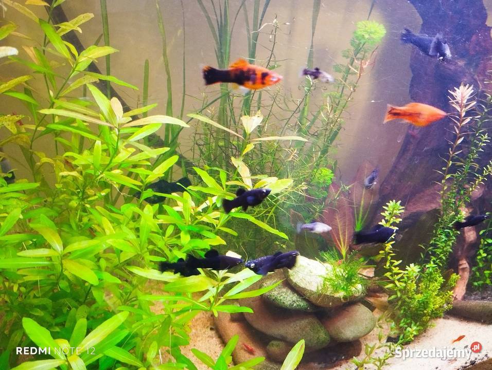 Rybki molinezje Ryby Wodzierady sprzedam