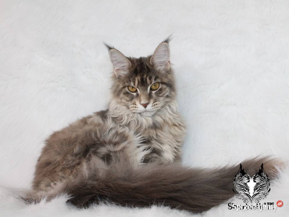 Kotka Maine Coon kociego behawiorysty dolnośląskie Nowa Ruda