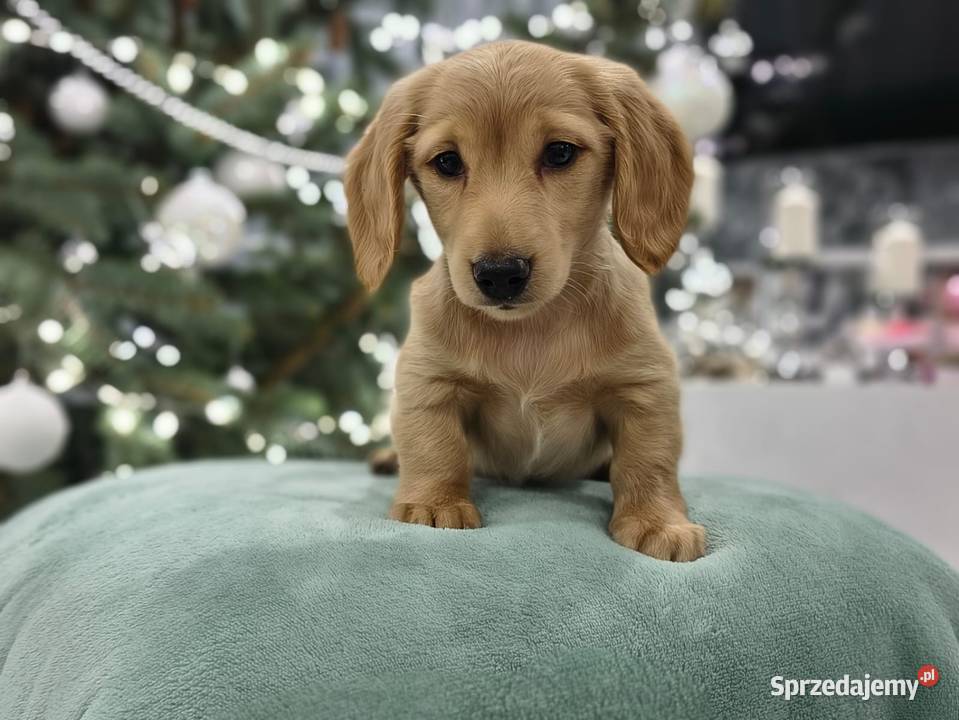 Jamnik długowłosy miniaturowy Dackel dachshund Żychlin