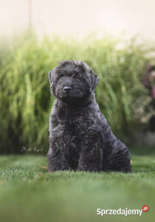 Bouvier des Flandres szczenięta