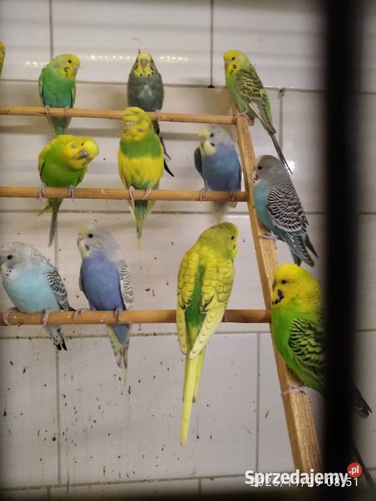 Papugi faliste sprz fam śląskie