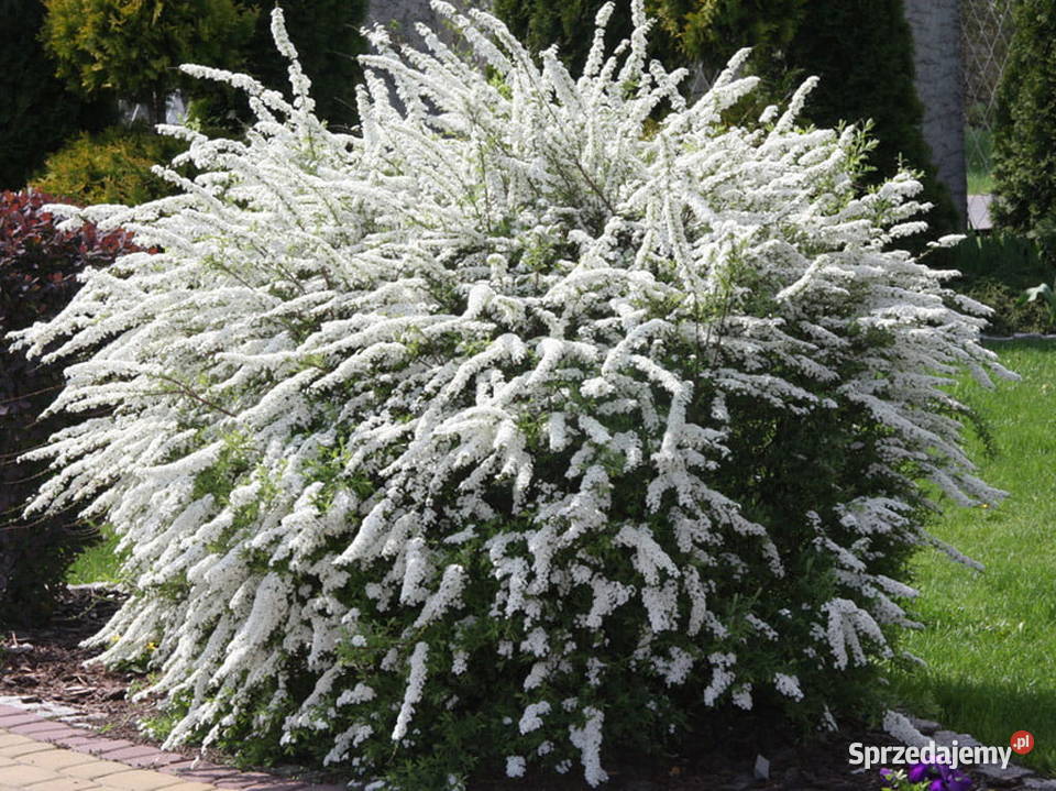 Tawuła szara GREFSHEIM wielkopolskie sprzedam