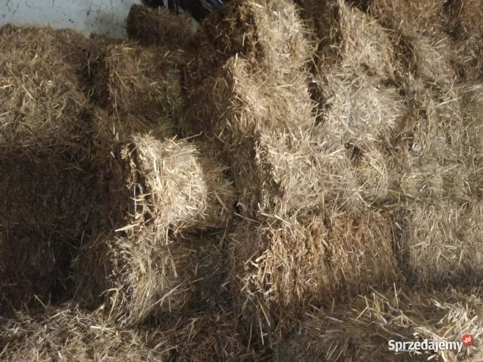 siano sloma w kostkach Lubraniec