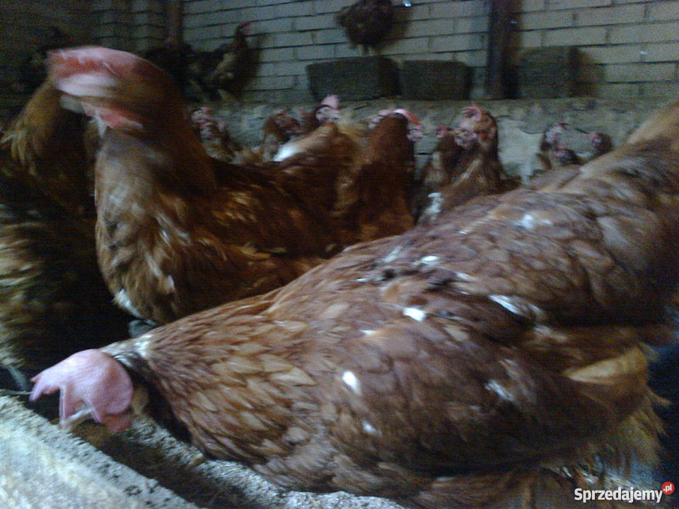 kury nioski 8miesięcy dorosłe noszą jajka detal sprzedam