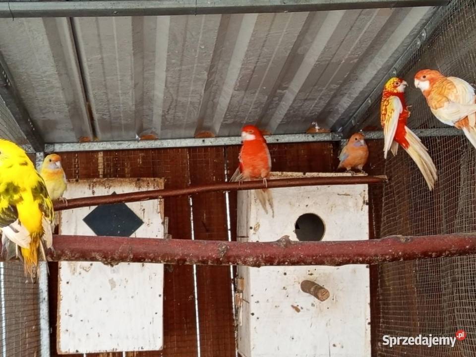 Rozele Królewskie Grudziądz sprzedam