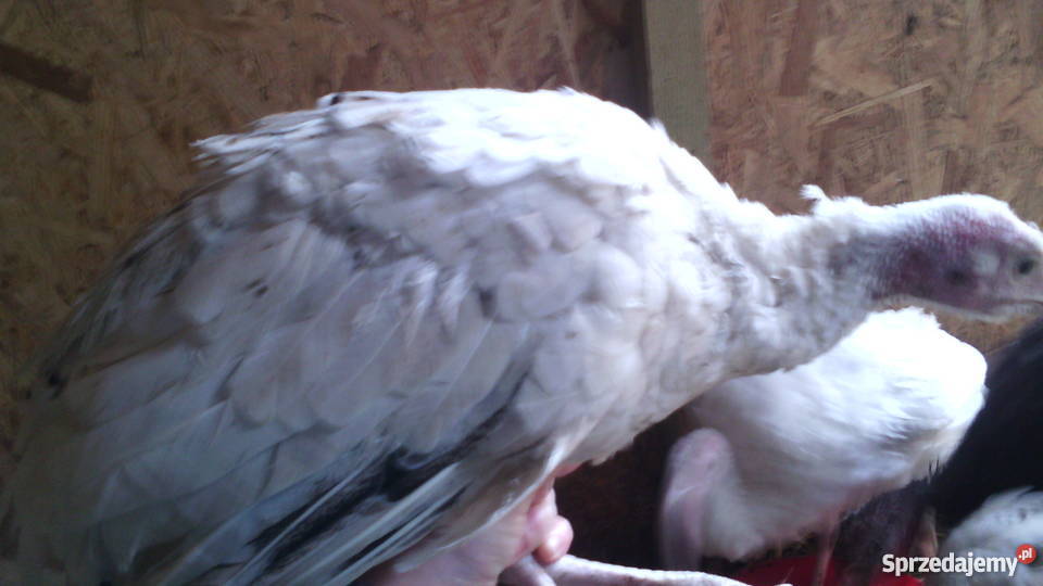 indyki Drób i ptactwo kujawsko-pomorskie Osieczek