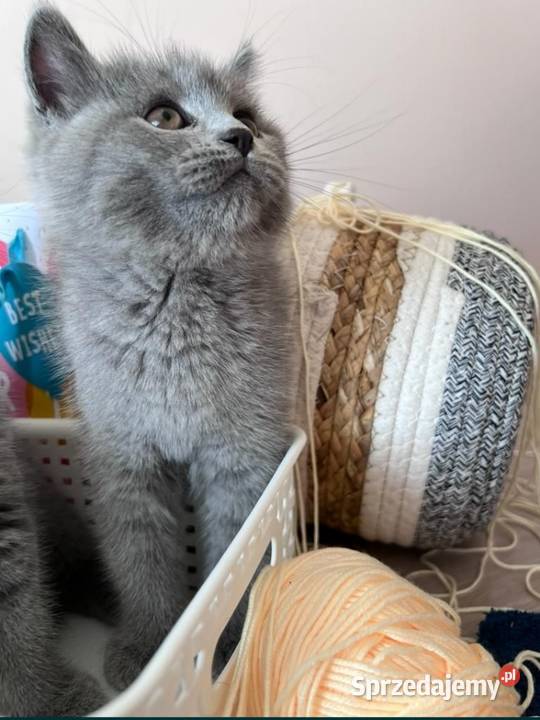 Kotka Brytyjska Krótkowłosa Brytyjski Wrocław