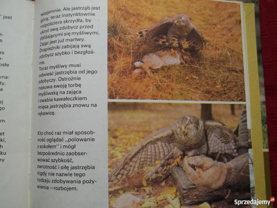 Ptaki Skrzydlaci myśliwi Rudolf Leipzig dla dzieci z klas IV-VI (10-12 lat)  Łódź