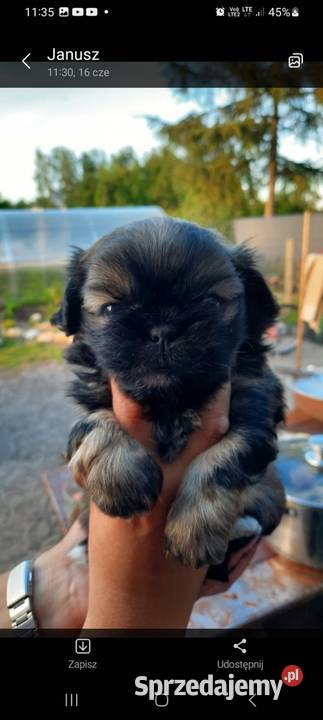 Zwierzęta śląskie Częstochowa