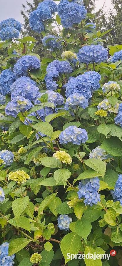 Hortensja ogrodowa Przyszowa