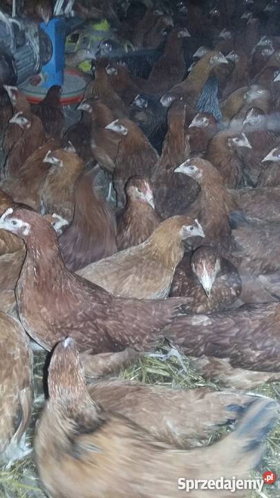 Kury Nioski Lohmann BrownRosa Leghorn Pozostałe Konin sprzedam