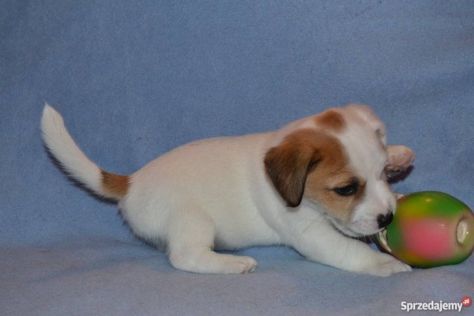 JACK RUSSELL TERRIER ZKwP FCI Lublin