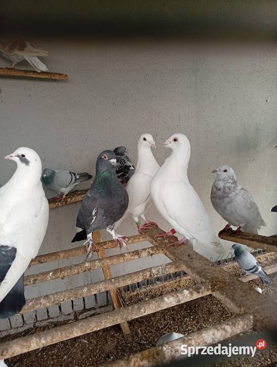 Kaczki staropolskiesprzedam gołębie biale Lubiszyn sprzedam
