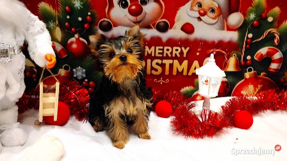 York szczenięta Championach z rodowodem hodowla dolnośląskie Wrocław