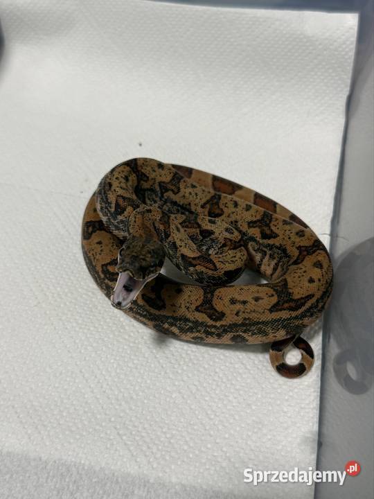 Boa Imperator Dusiciel