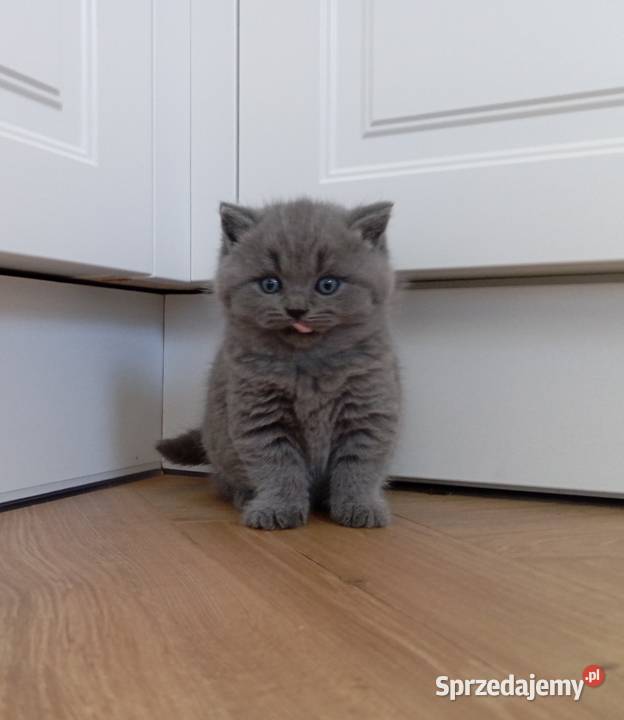 Kotkotek brytyjska niebieską Brytyjski