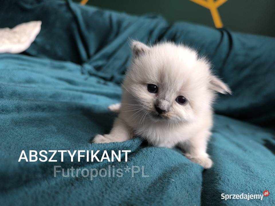 Syberyjskie kocięta