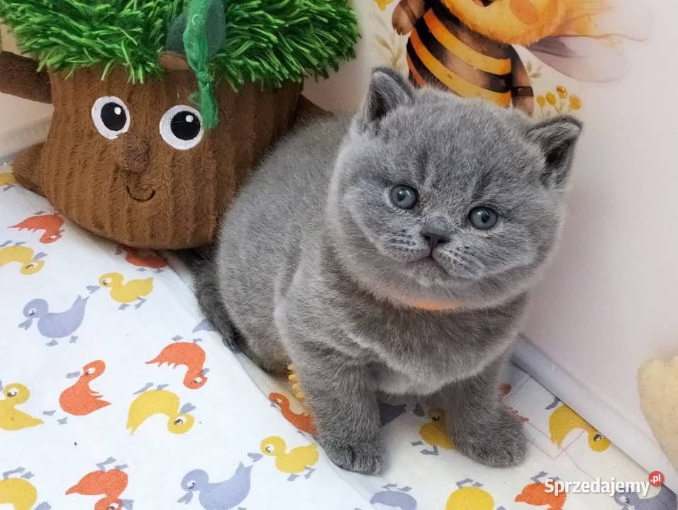 Koteczka niebieska Rodowód Międzynarodowy Łódź