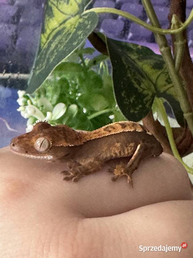 Gekon orzęsiony z terrarium Gliwice