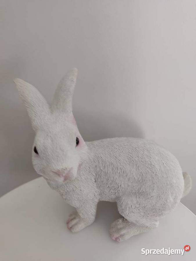 ZAJAC BIAŁY DUŻY podkarpackie Straszęcin