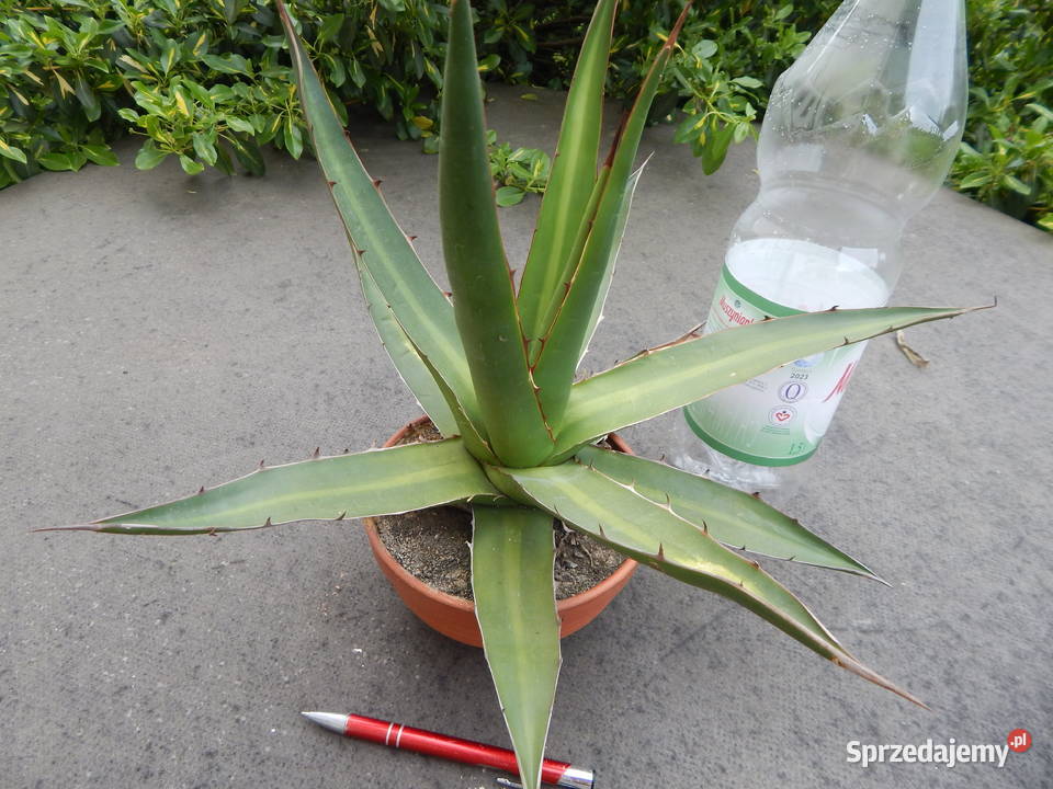 Agawa czerwieniejąca w Meksyku agave kerchovei