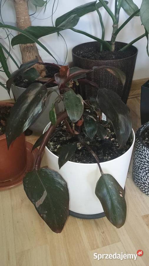 Rośliny doniczkowe wszystkie doniczki Lubartów