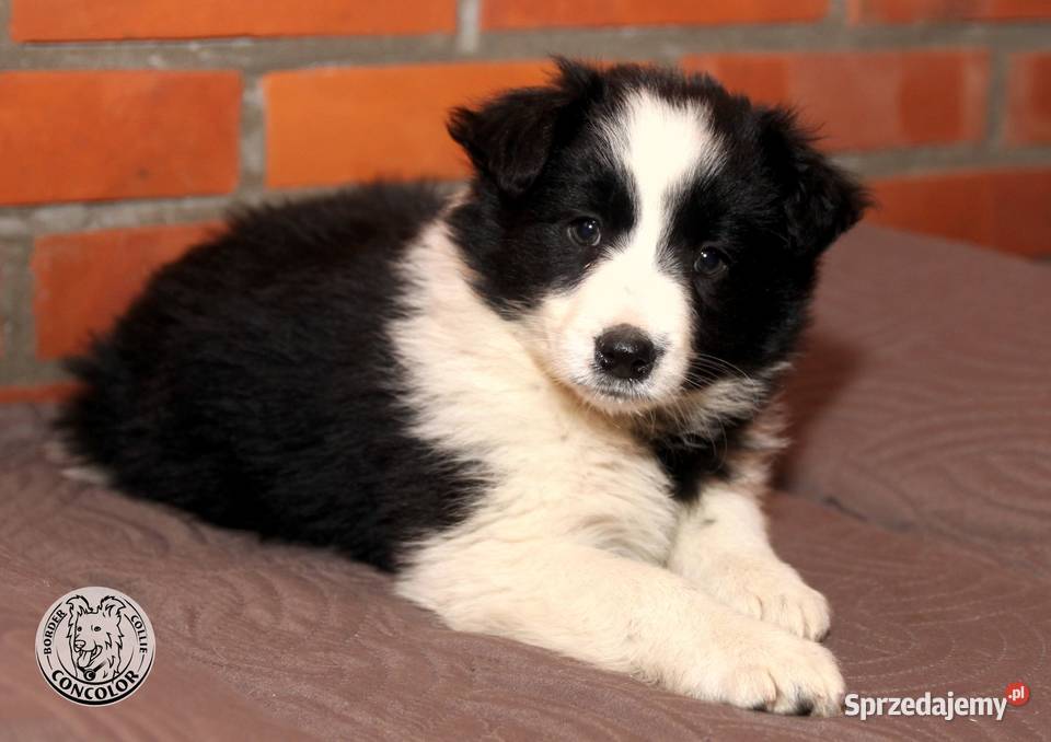 Border Collie szczeniak czarnobiały tricolor Jastrzębia