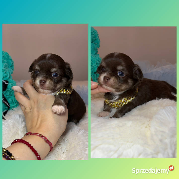 Chihuahua mini piesek czekoladowy długowłosy