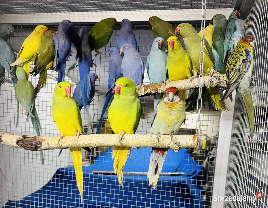 Papuga Papugi Aleksandretty Aleksandretta Warszawa