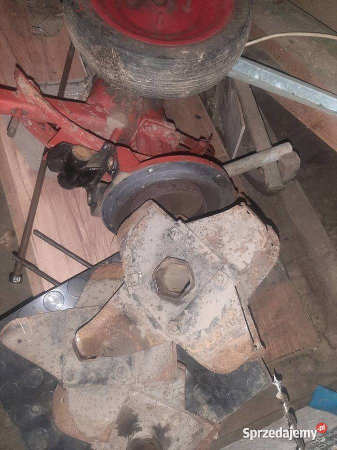 Glebogryzarka mrowka dolnośląskie