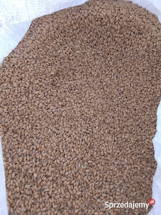 Pszenica workowana śląskie Kończyce Małe