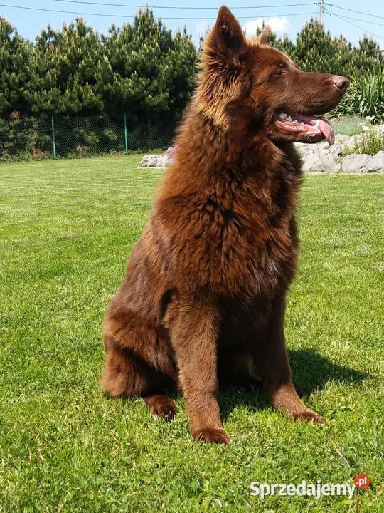 Owczarek niemiecki komplet szczepień czekoladowy Zwierzęta