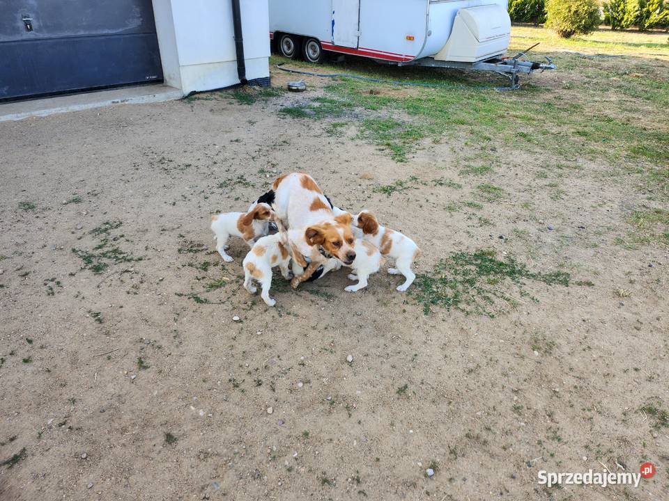 Spaniel Bretonski Sanniki