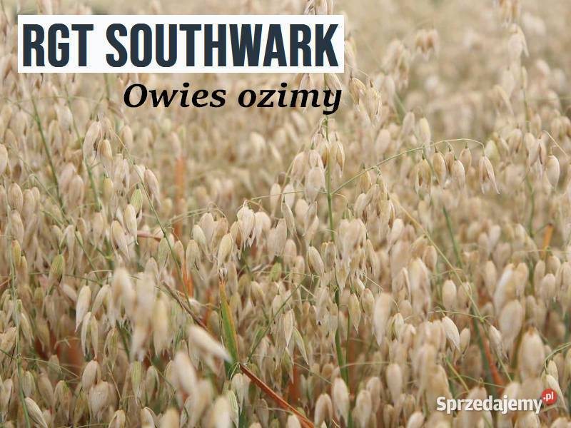 Owies ozimy RGT Southwark Płońsk