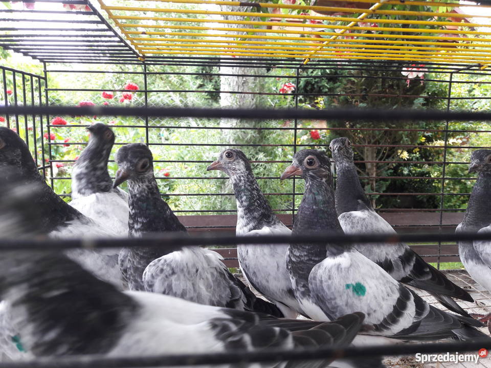 Gołębie deresze Białystok