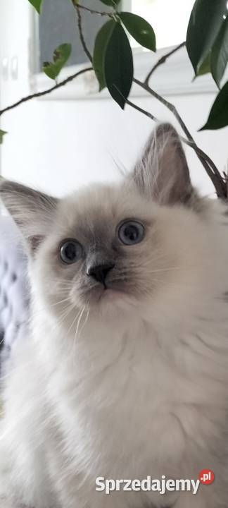 Kotka Ragdoll FPL Ragdoll Bydgoszcz sprzedam