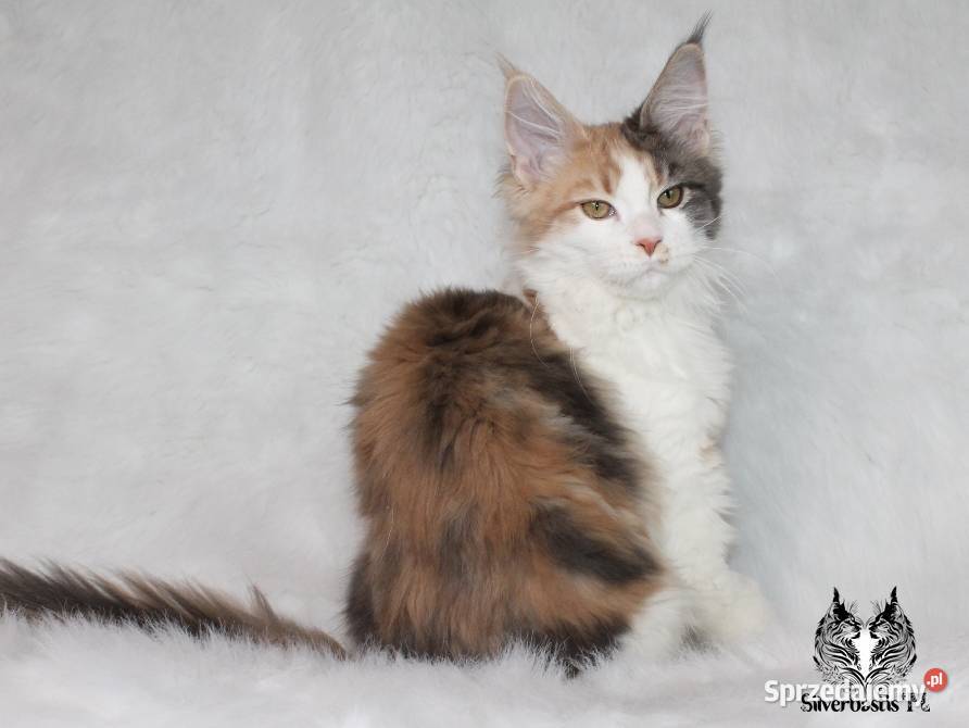 Kocięta Maine Coon - od kociego behawiorysty