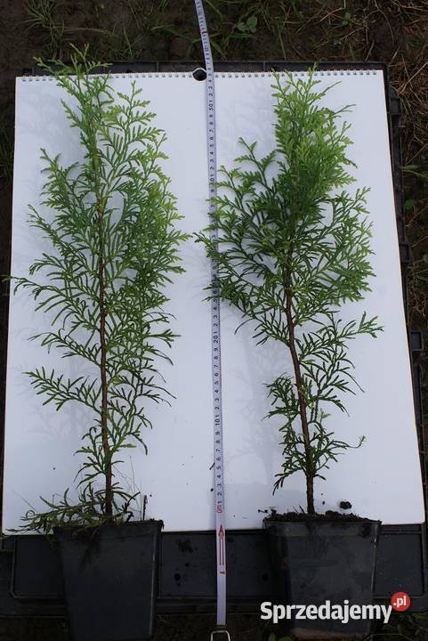 Tuja Brabant 6070 P9 Kraków Wawrzeńczyce